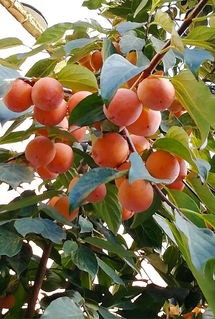 蓝狮果树