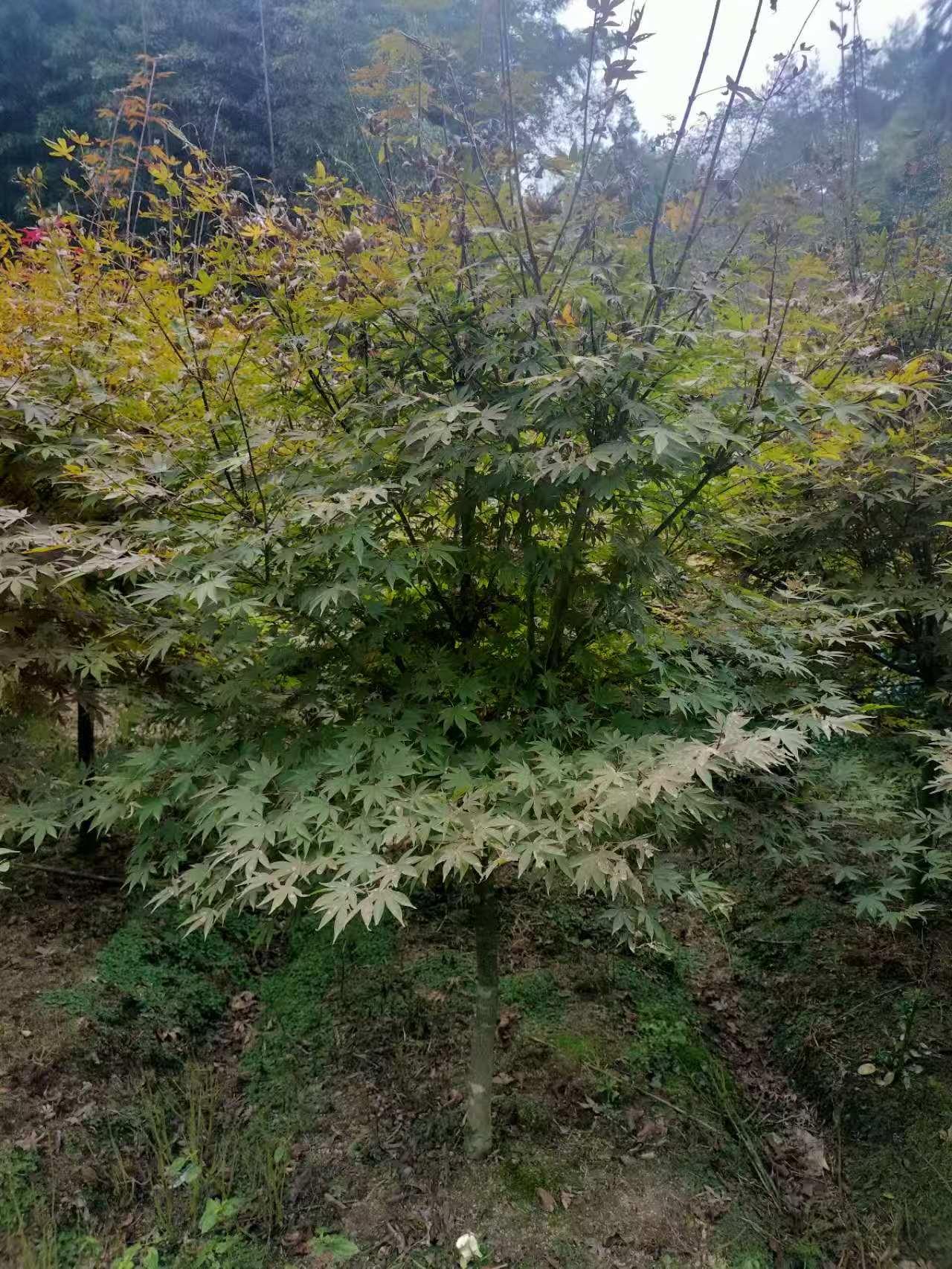 蓝狮娱乐 e16bc