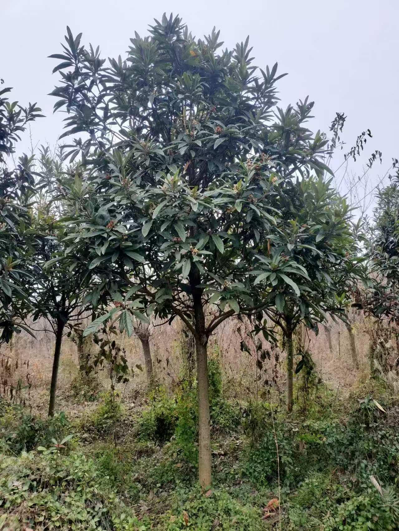 蓝狮娱乐 1bd94