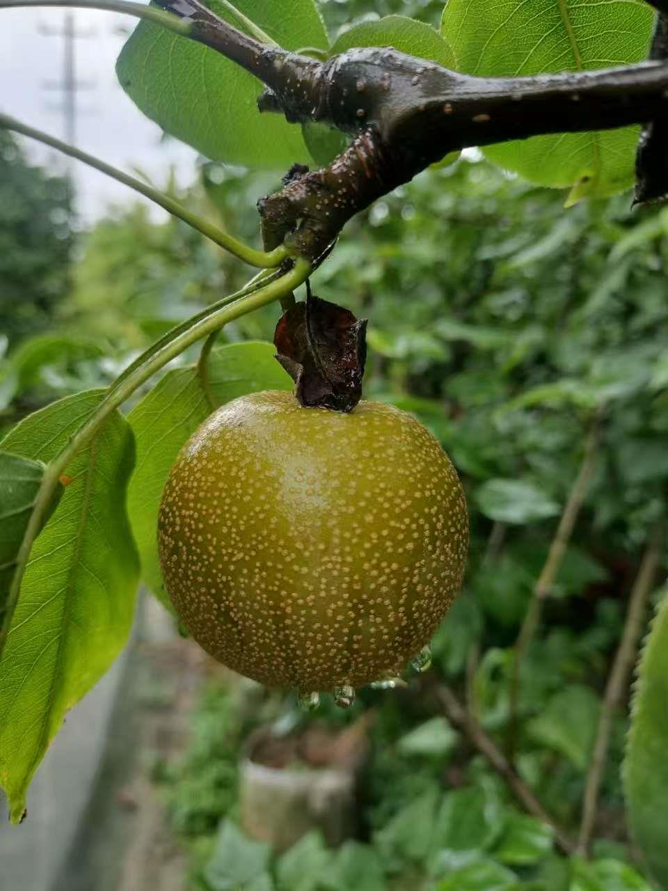 蓝狮果树
