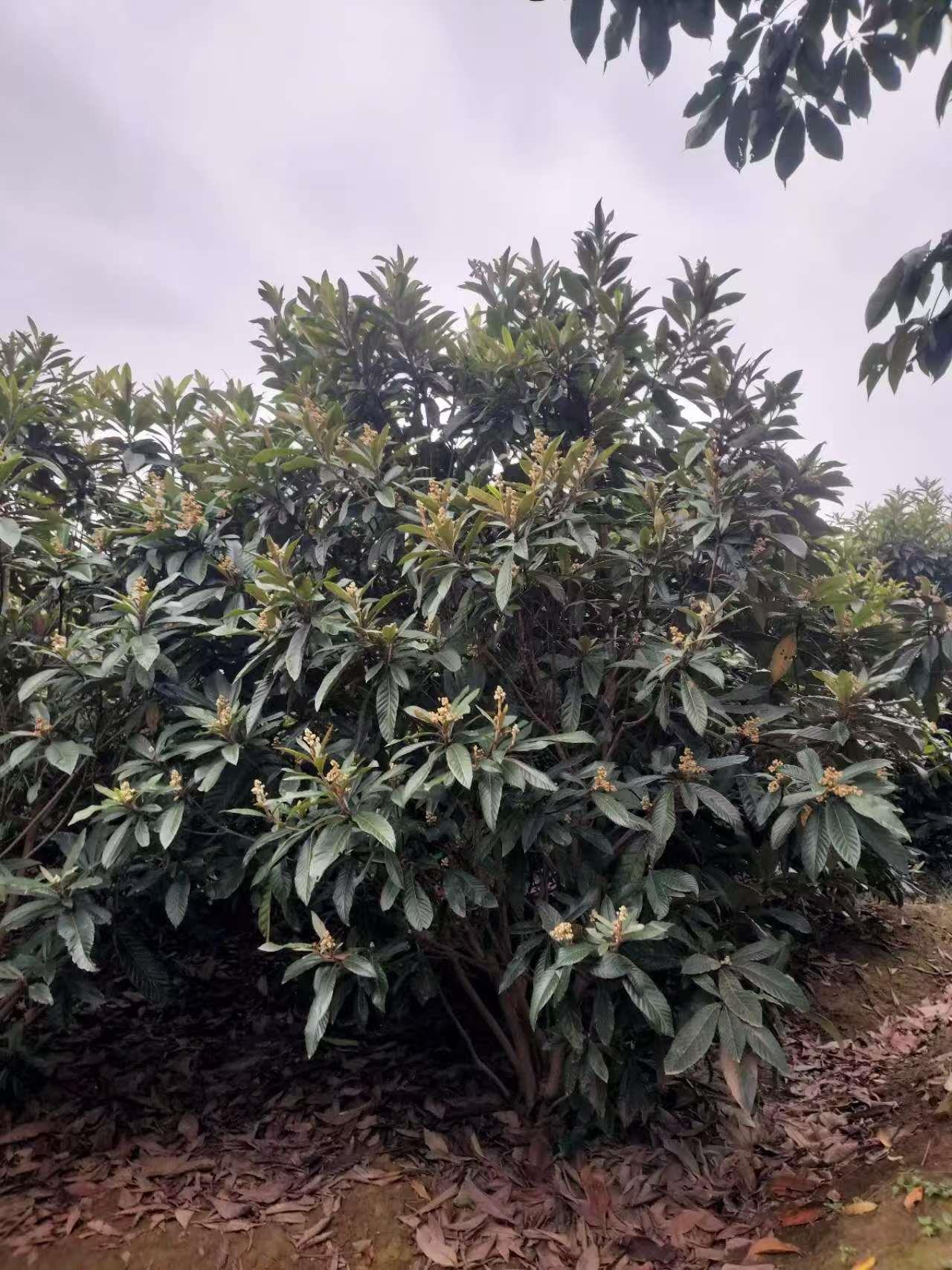 蓝狮娱乐 70ea2