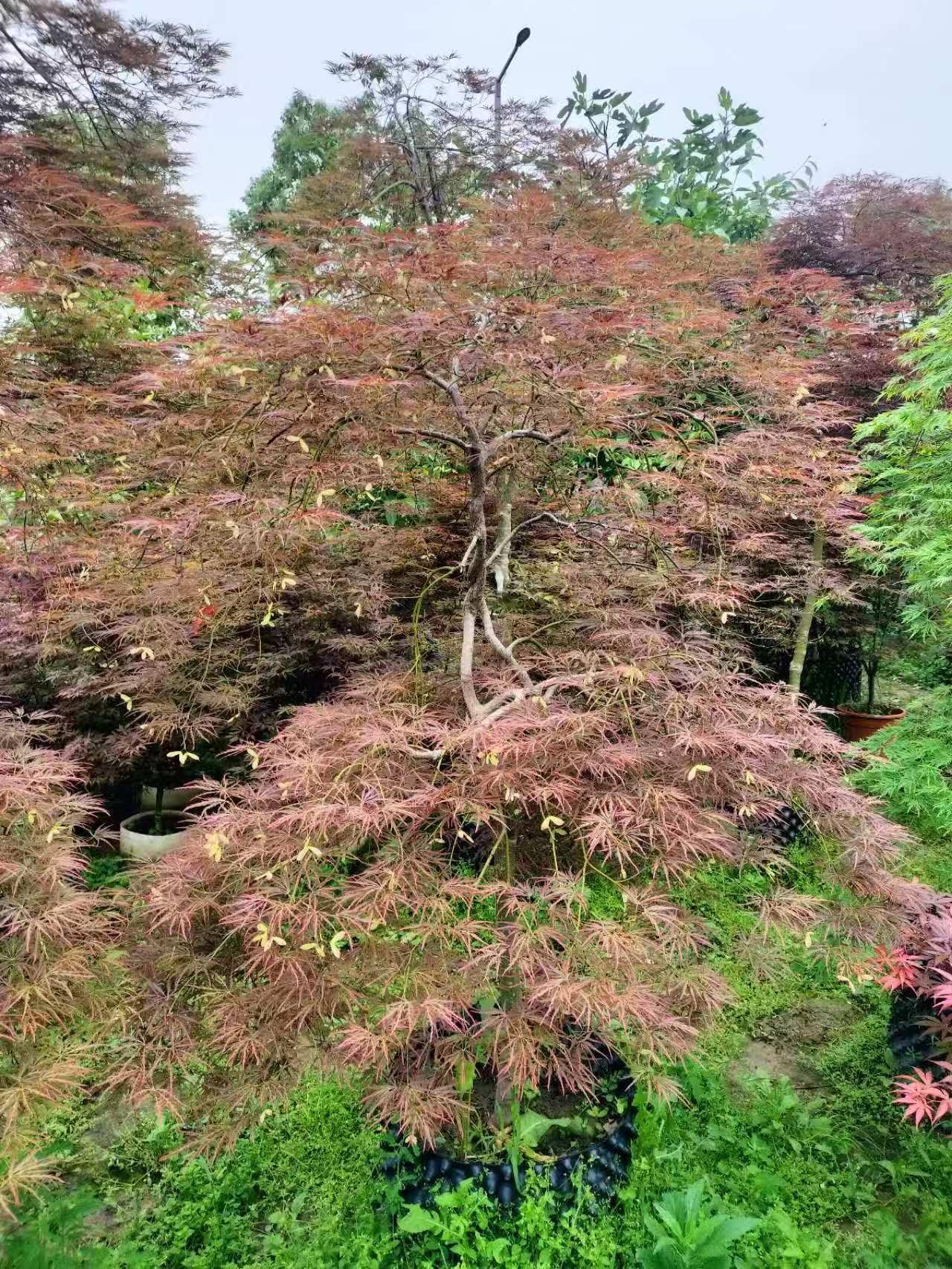 蓝狮娱乐 e290c