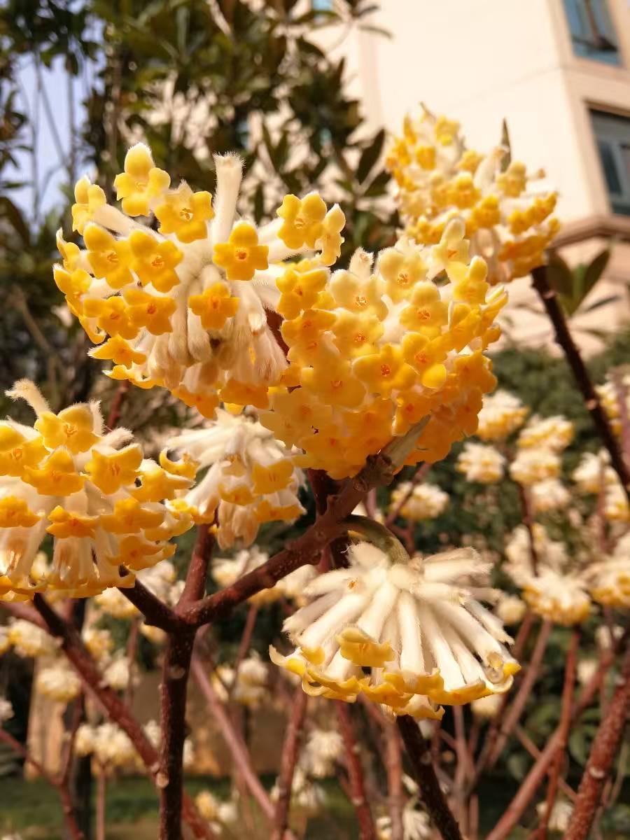 花类