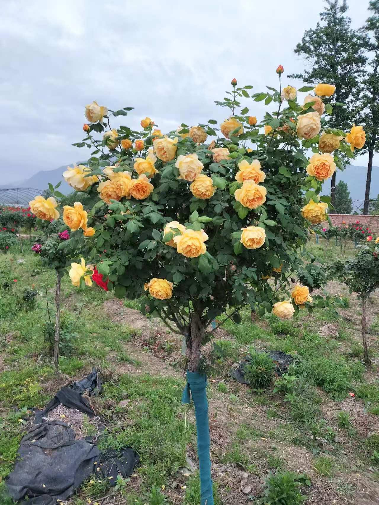 蓝狮娱乐 93fda