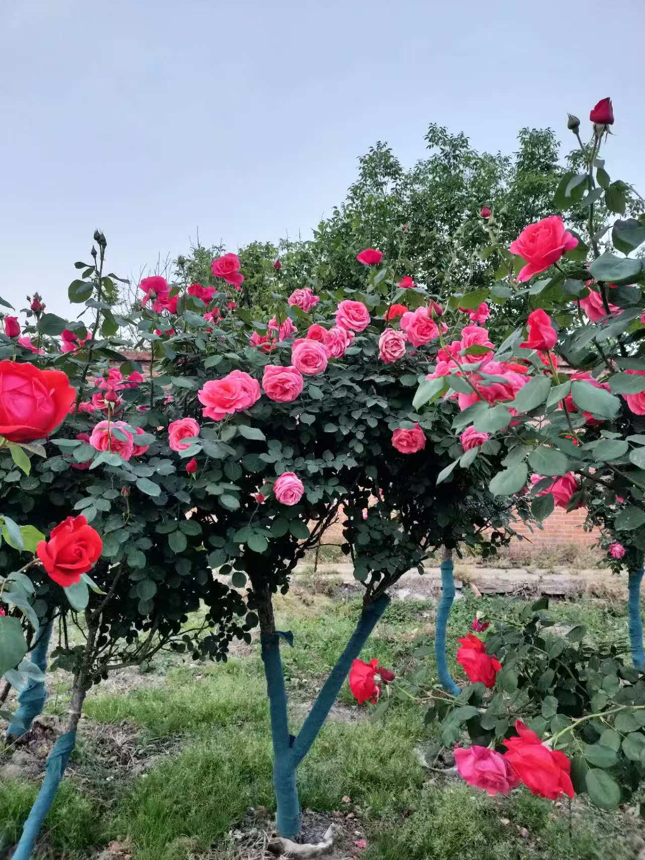 蓝狮娱乐 26e6f