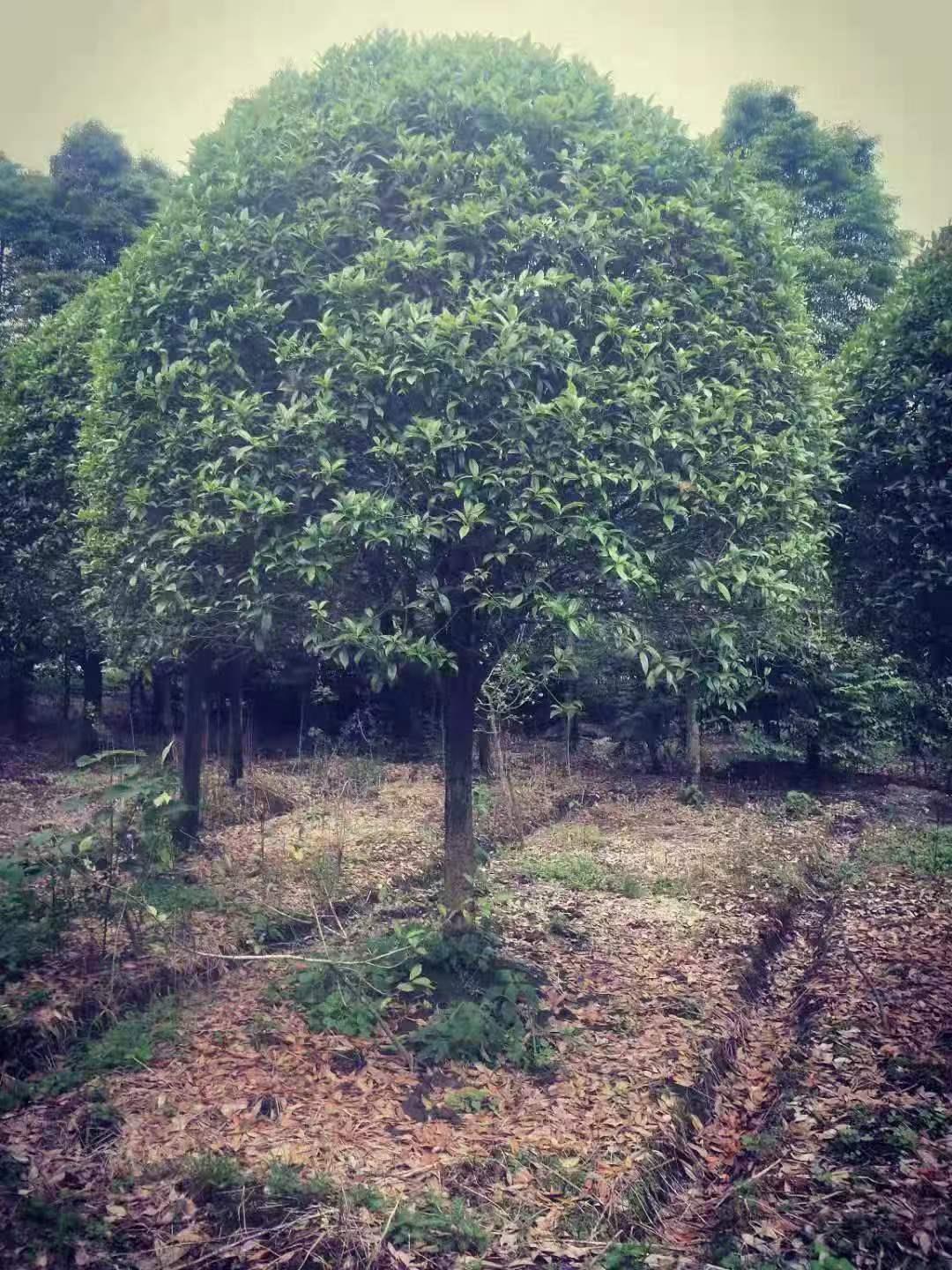 蓝狮娱乐 a7060