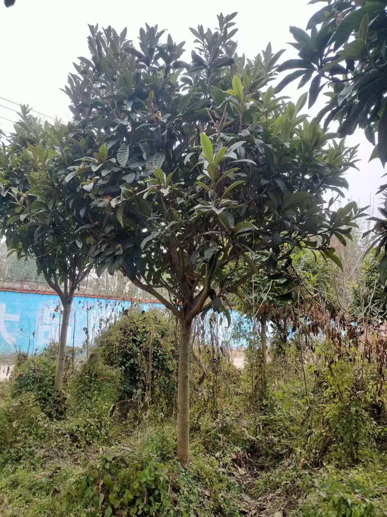 蓝狮娱乐 6c581