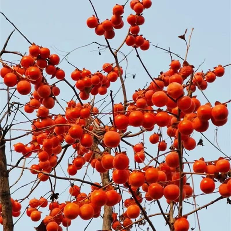 蓝狮果树