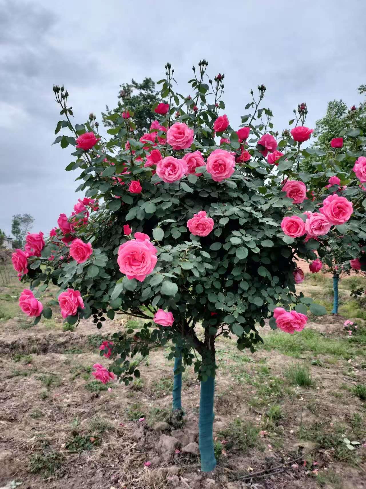 蓝狮娱乐 1b044