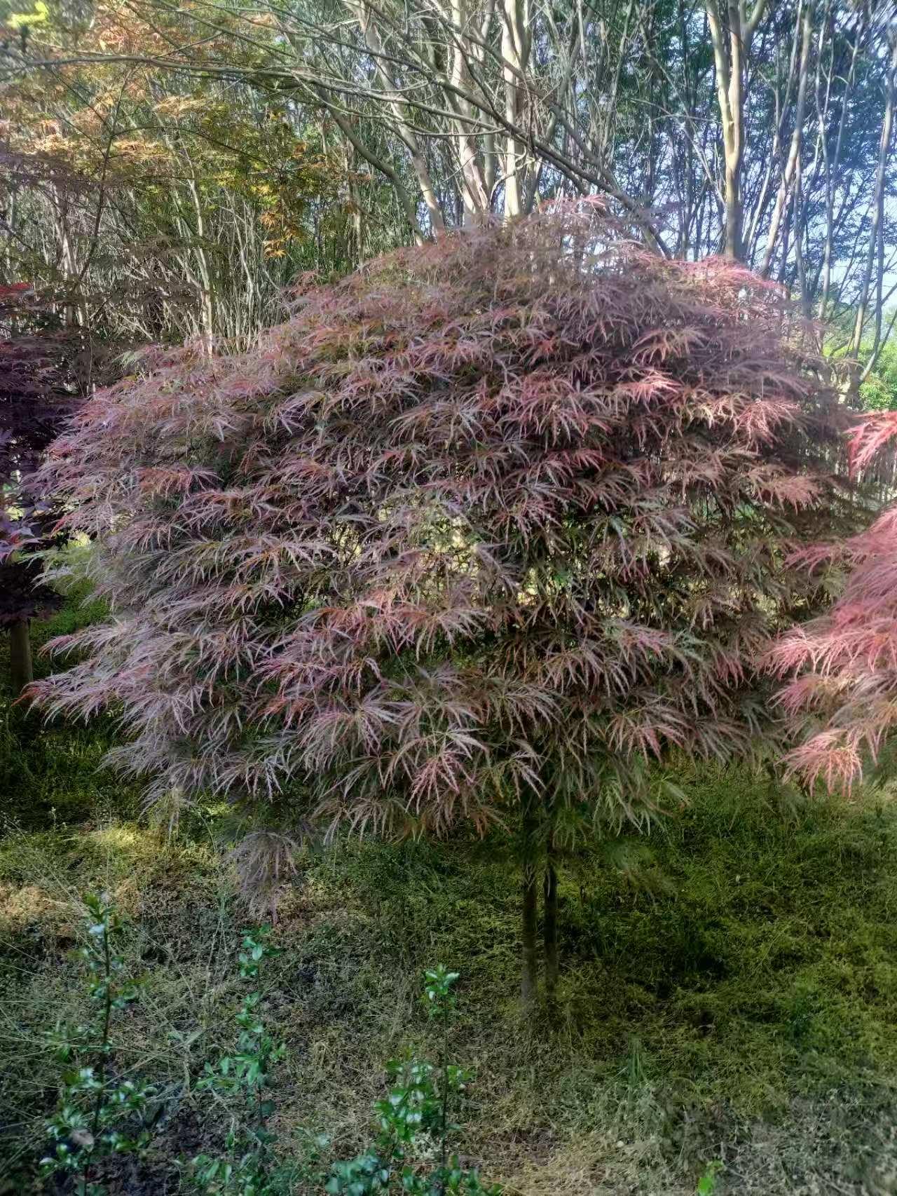 蓝狮娱乐 e2579