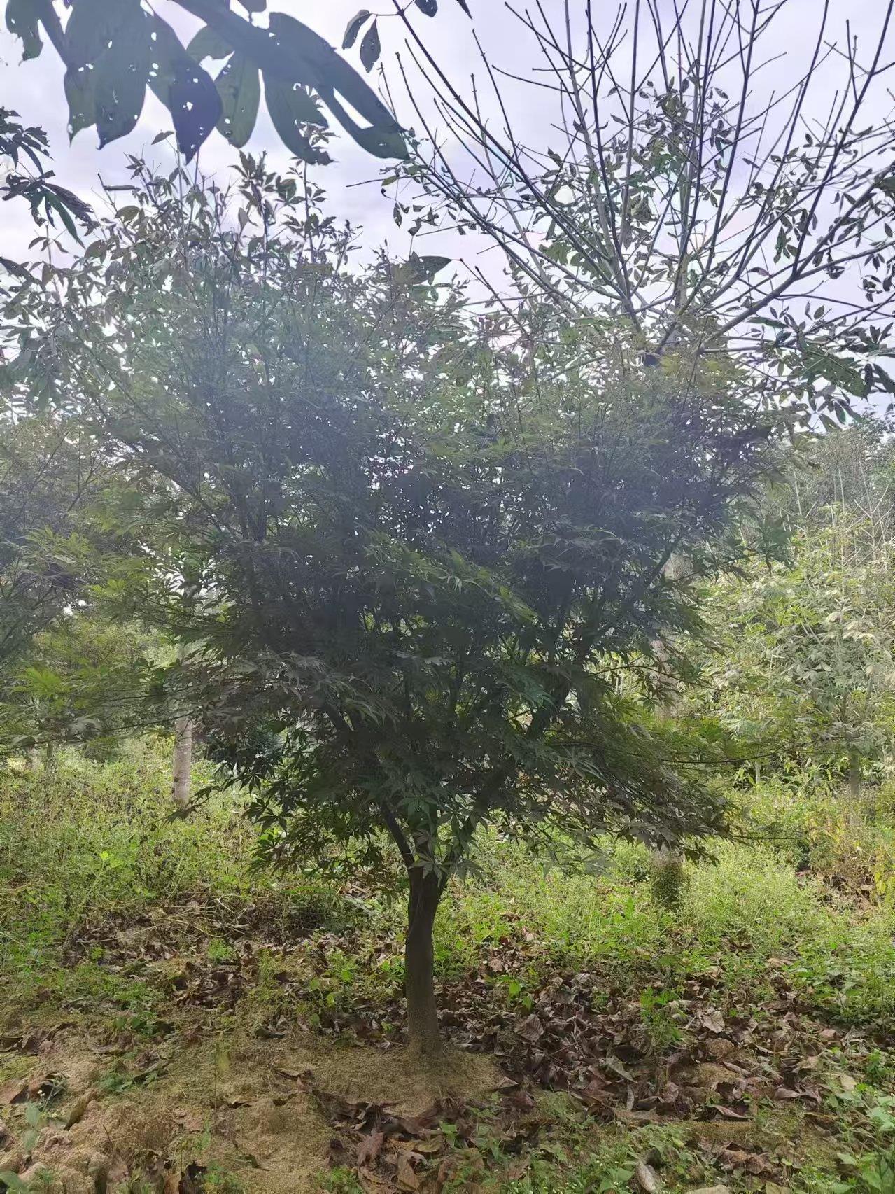 蓝狮娱乐 5724e