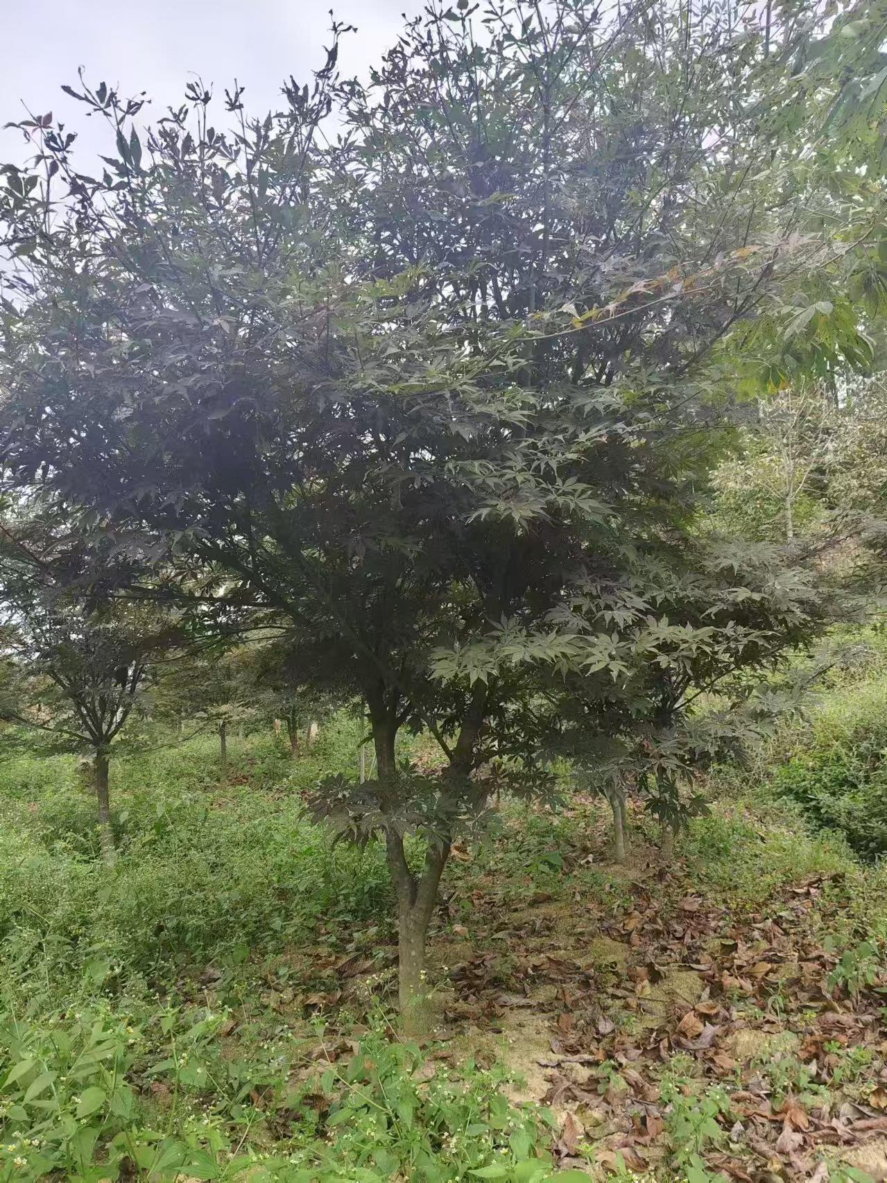 蓝狮娱乐 f6ca6