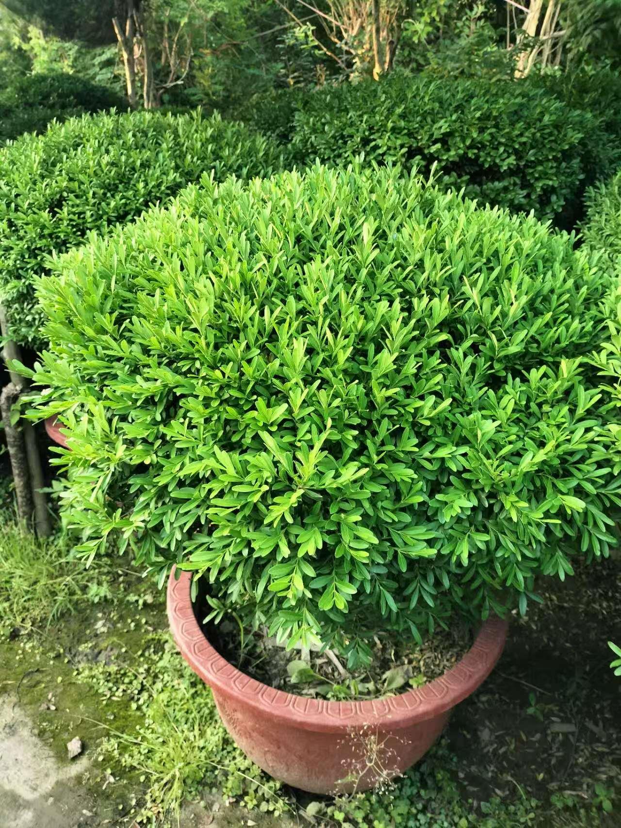 蓝狮娱乐 f88e8