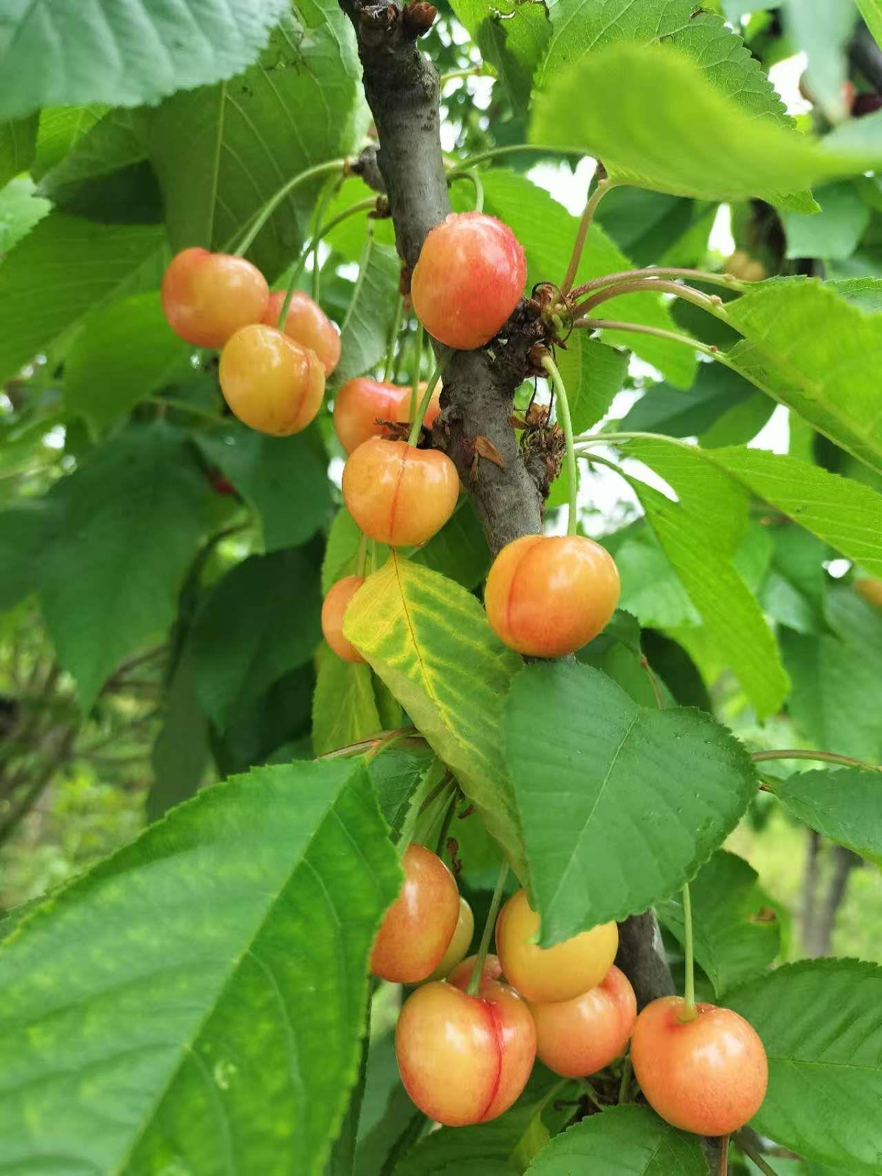 蓝狮果树