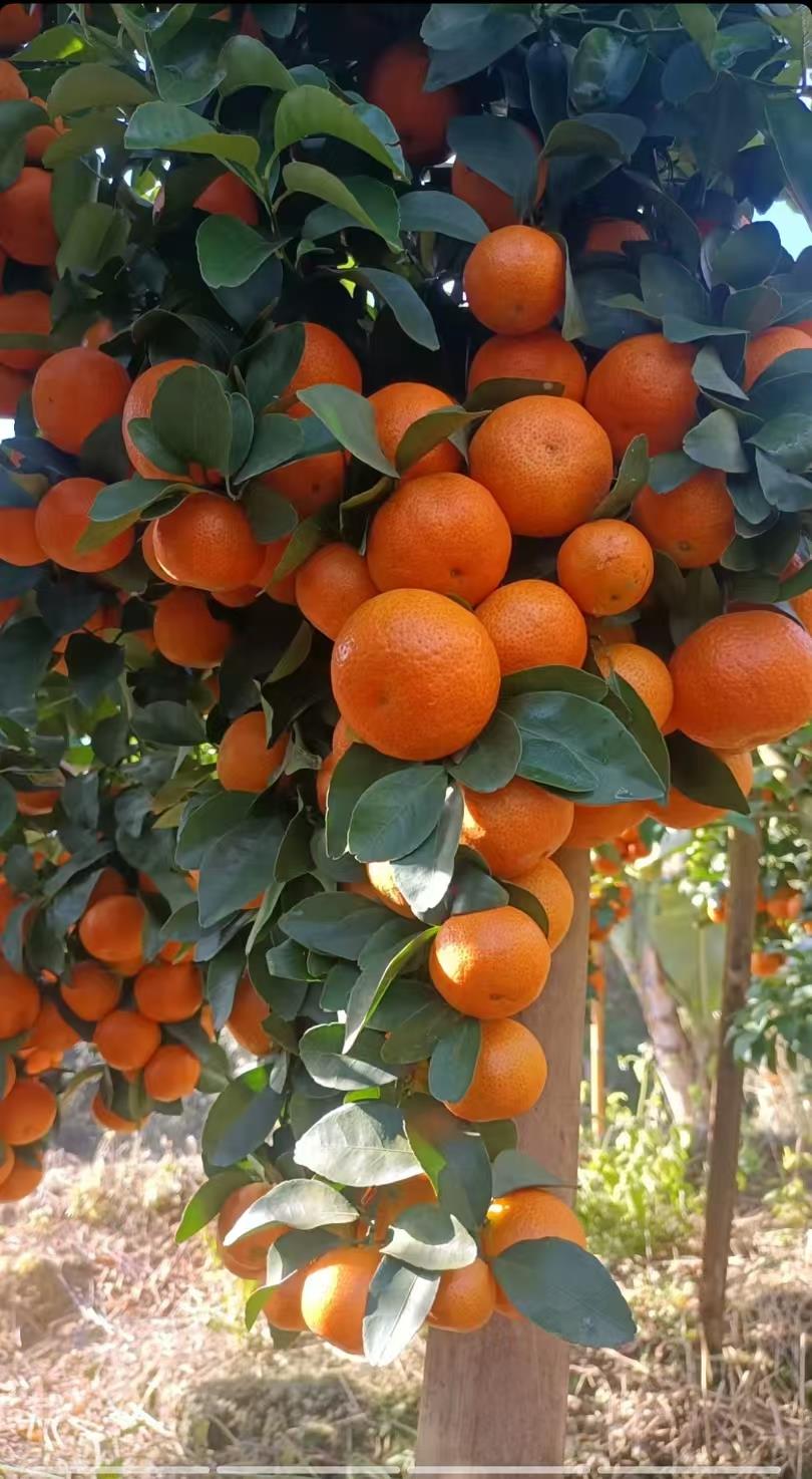 蓝狮果树