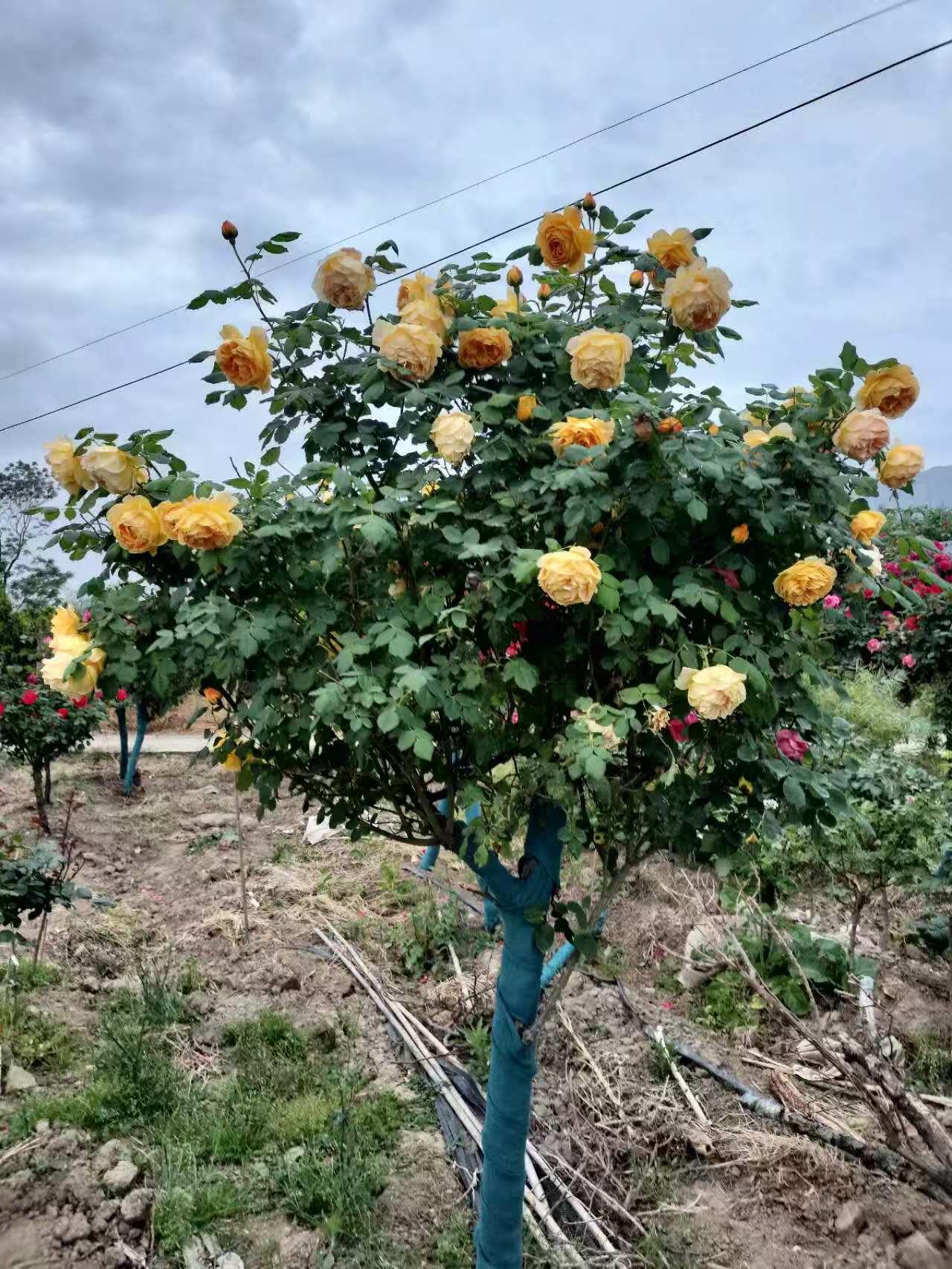 蓝狮娱乐 b451c