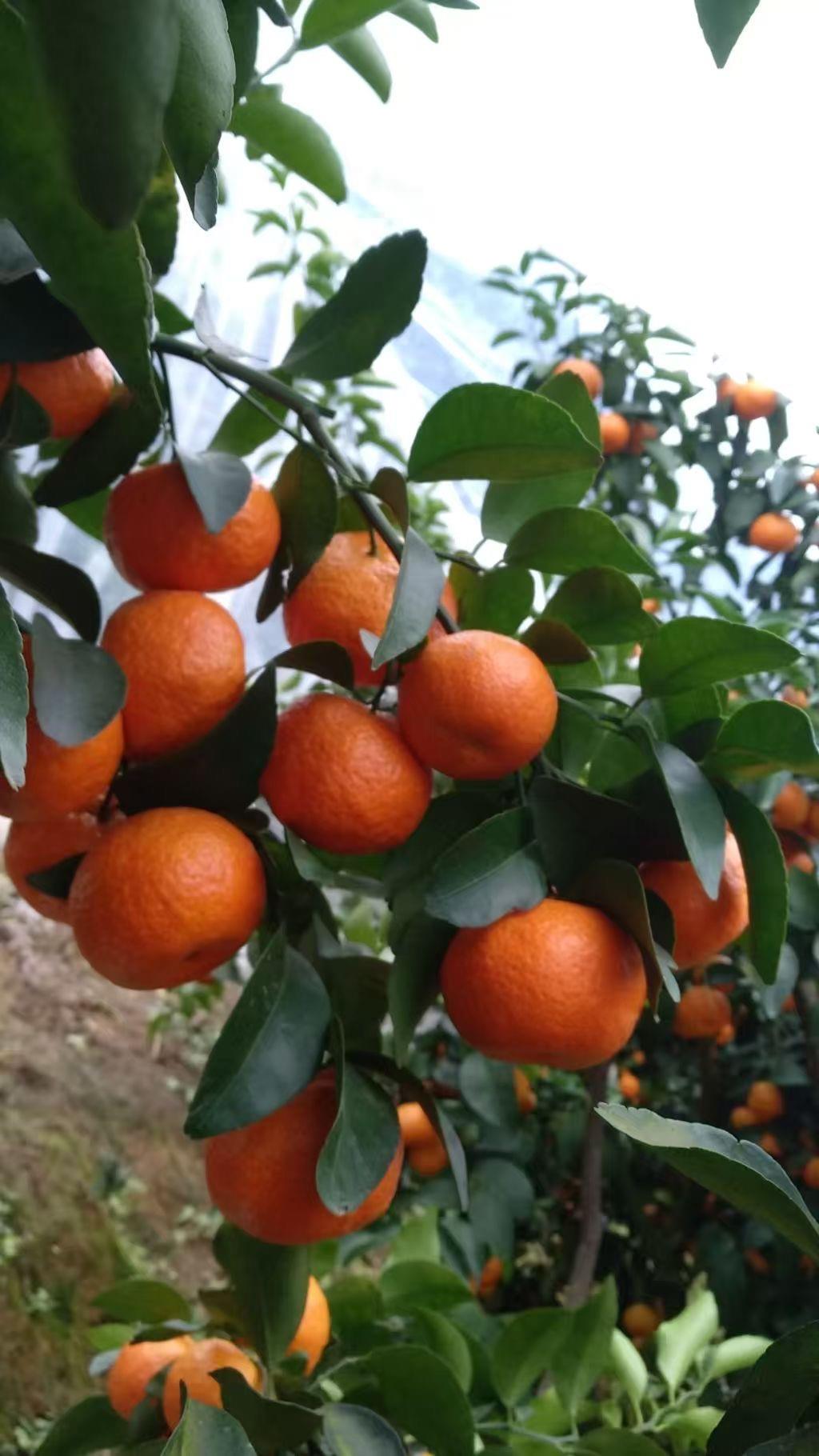 蓝狮果树