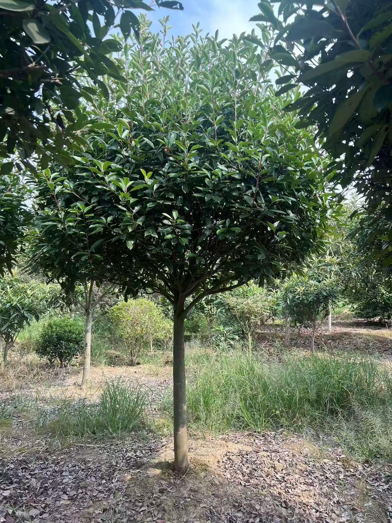 蓝狮娱乐 b12c4