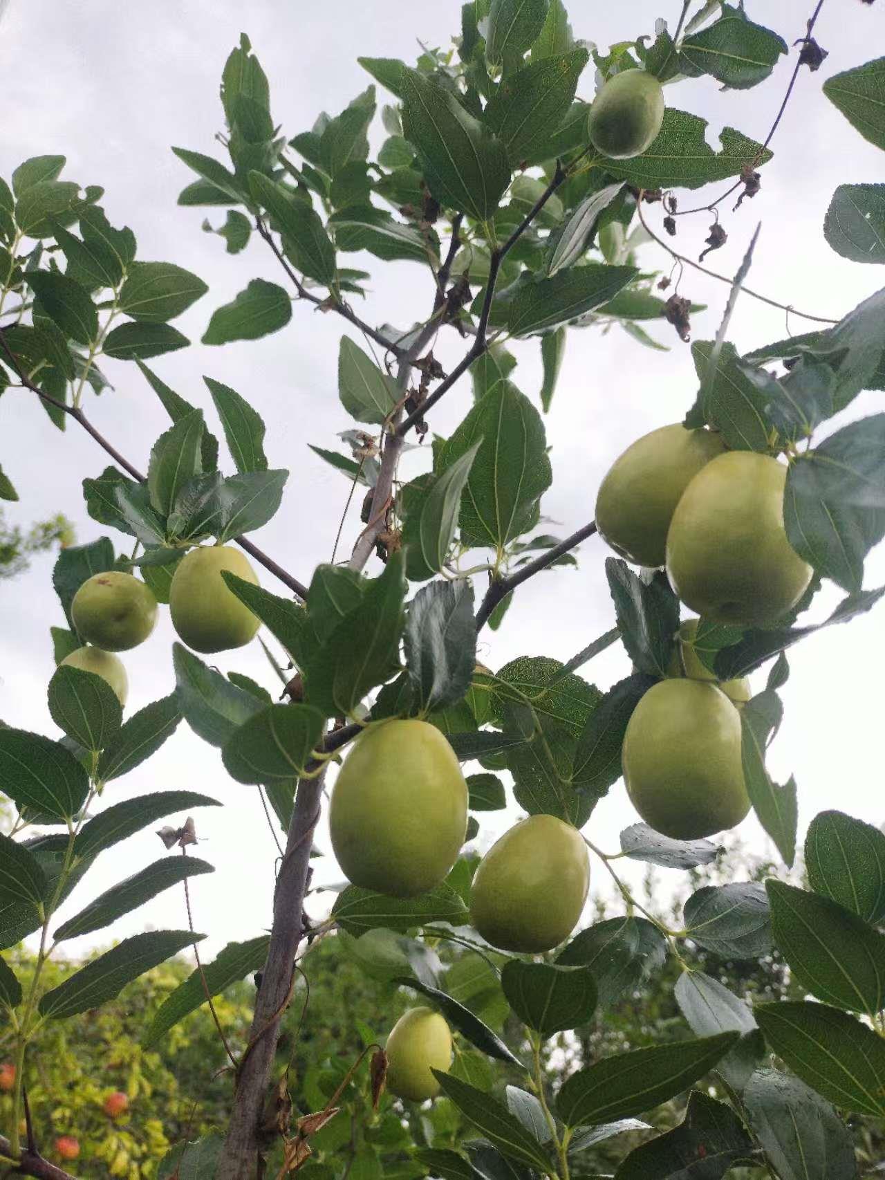 蓝狮果树
