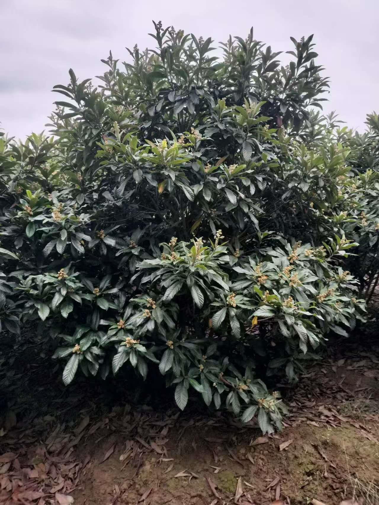 蓝狮娱乐 93465