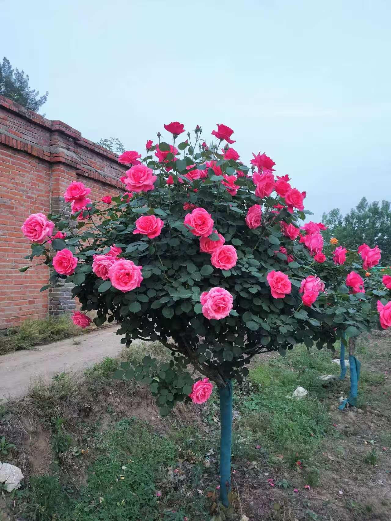 蓝狮娱乐 a9bb9