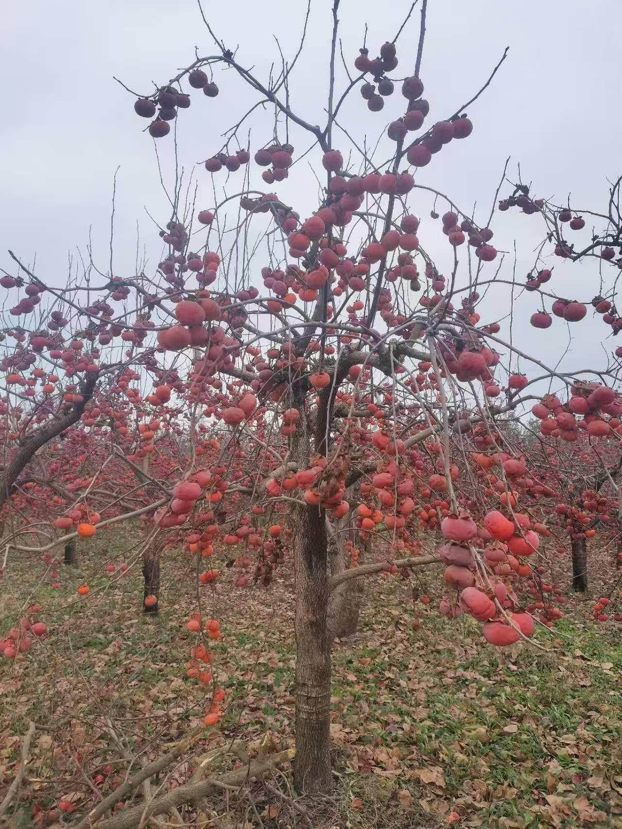 蓝狮果树