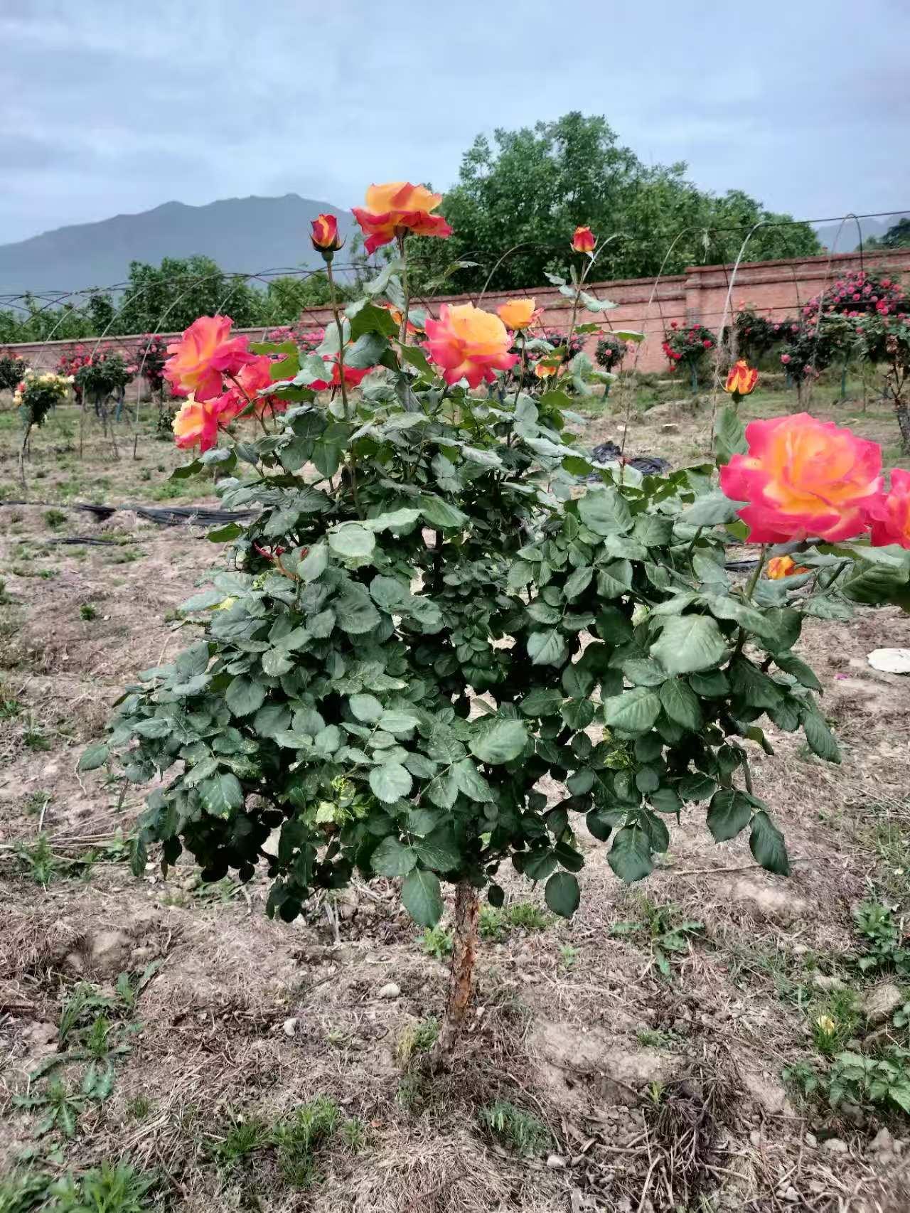 蓝狮娱乐 f1327