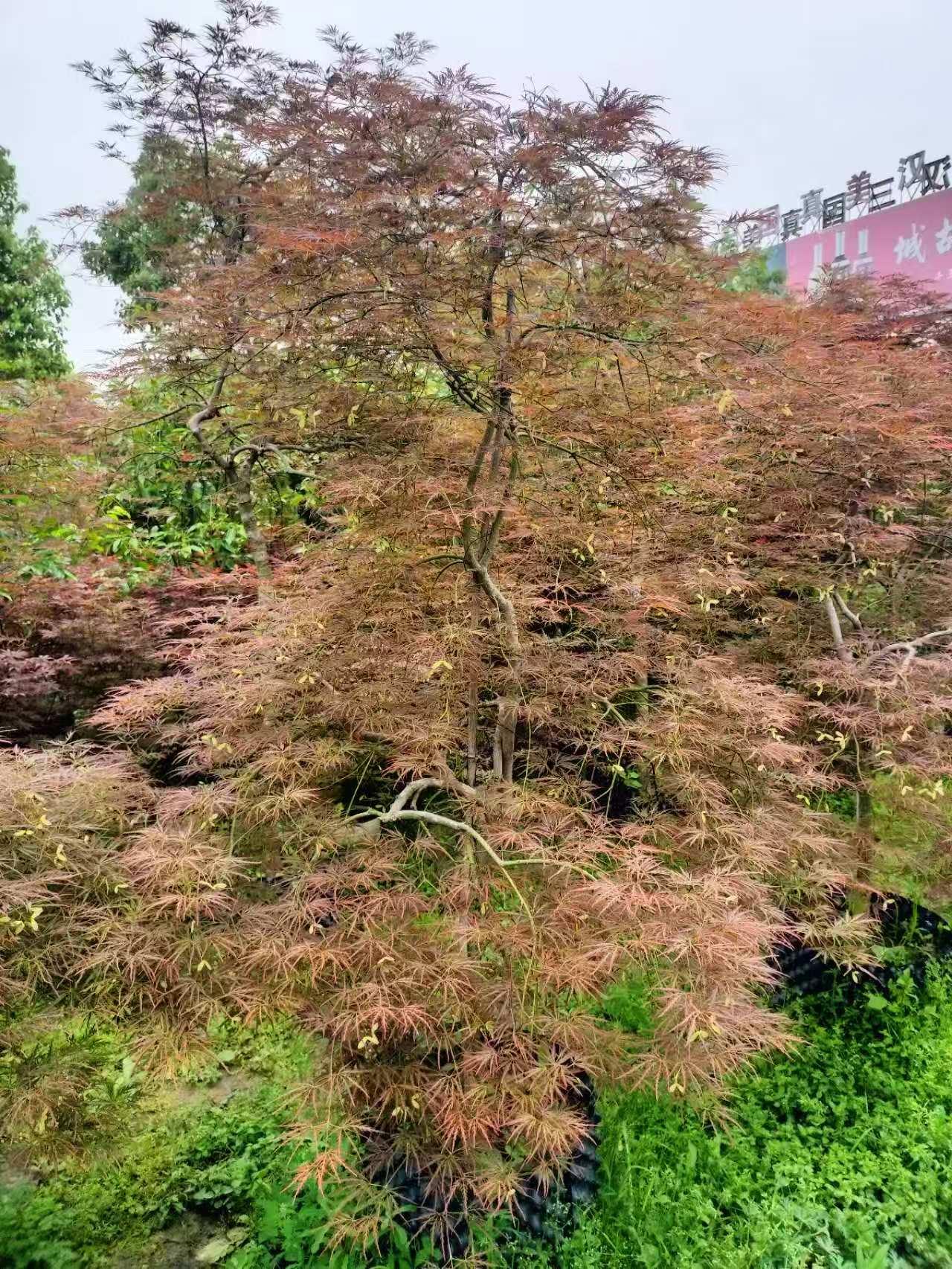 蓝狮娱乐 13a38