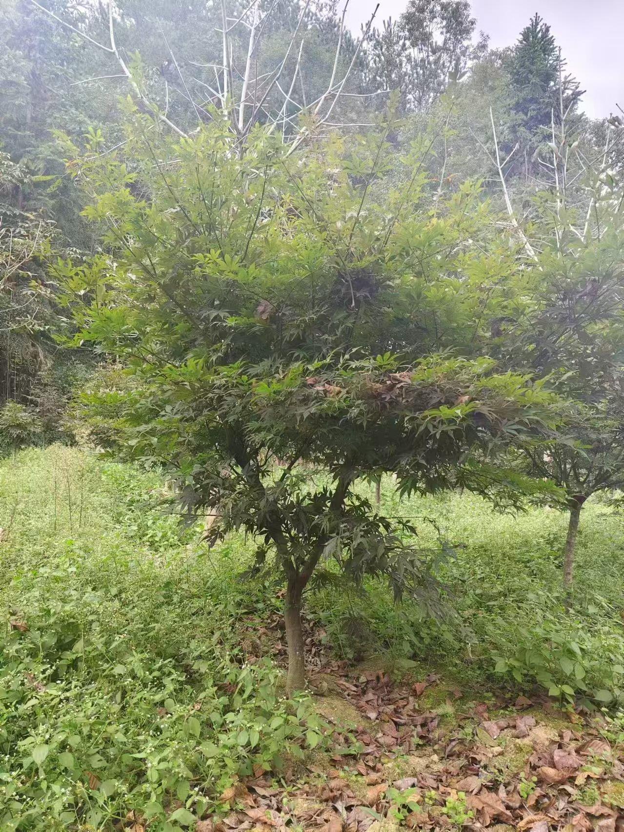 蓝狮娱乐 06e52