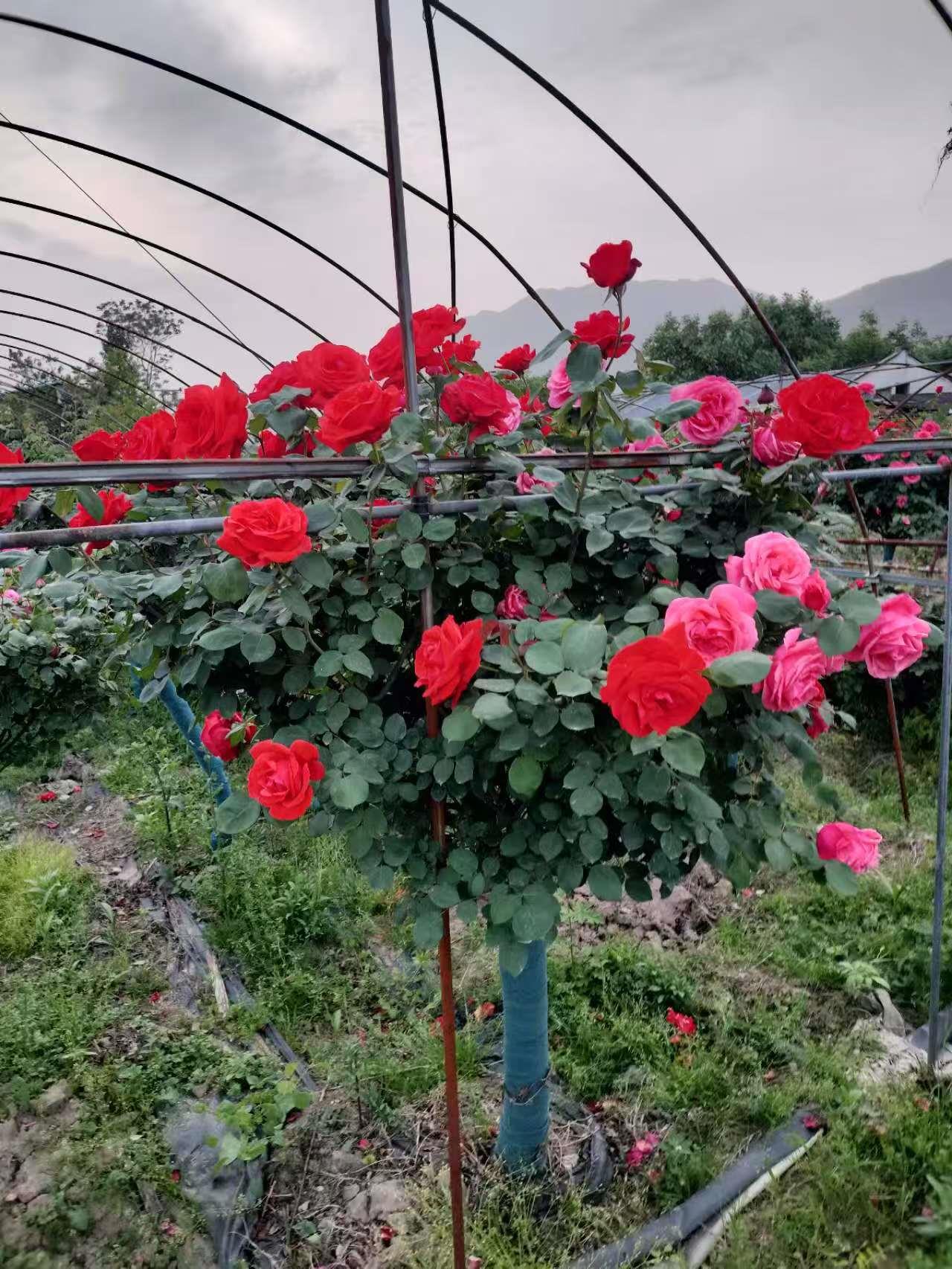 蓝狮娱乐 b3e59