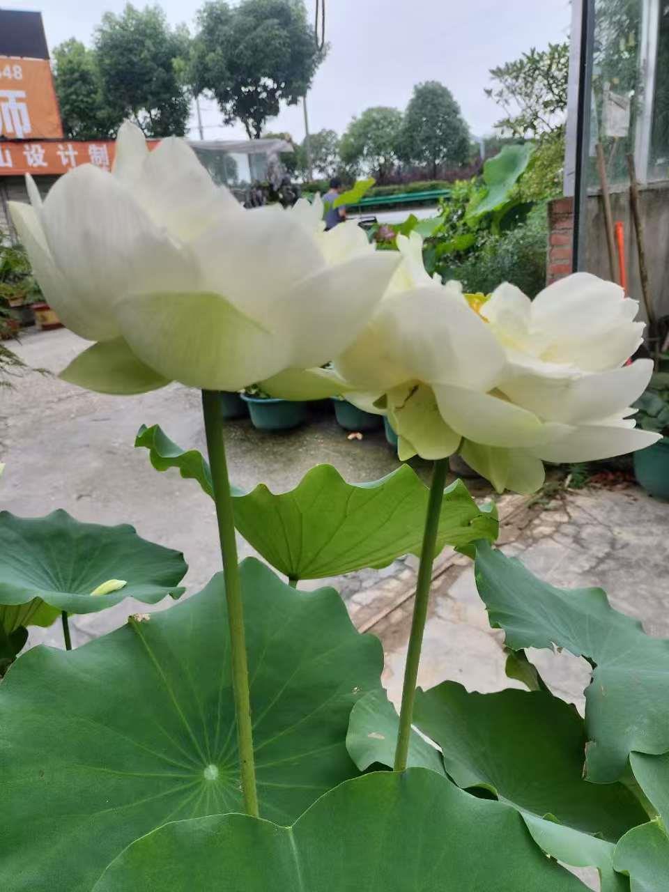蓝狮娱乐 7edc3