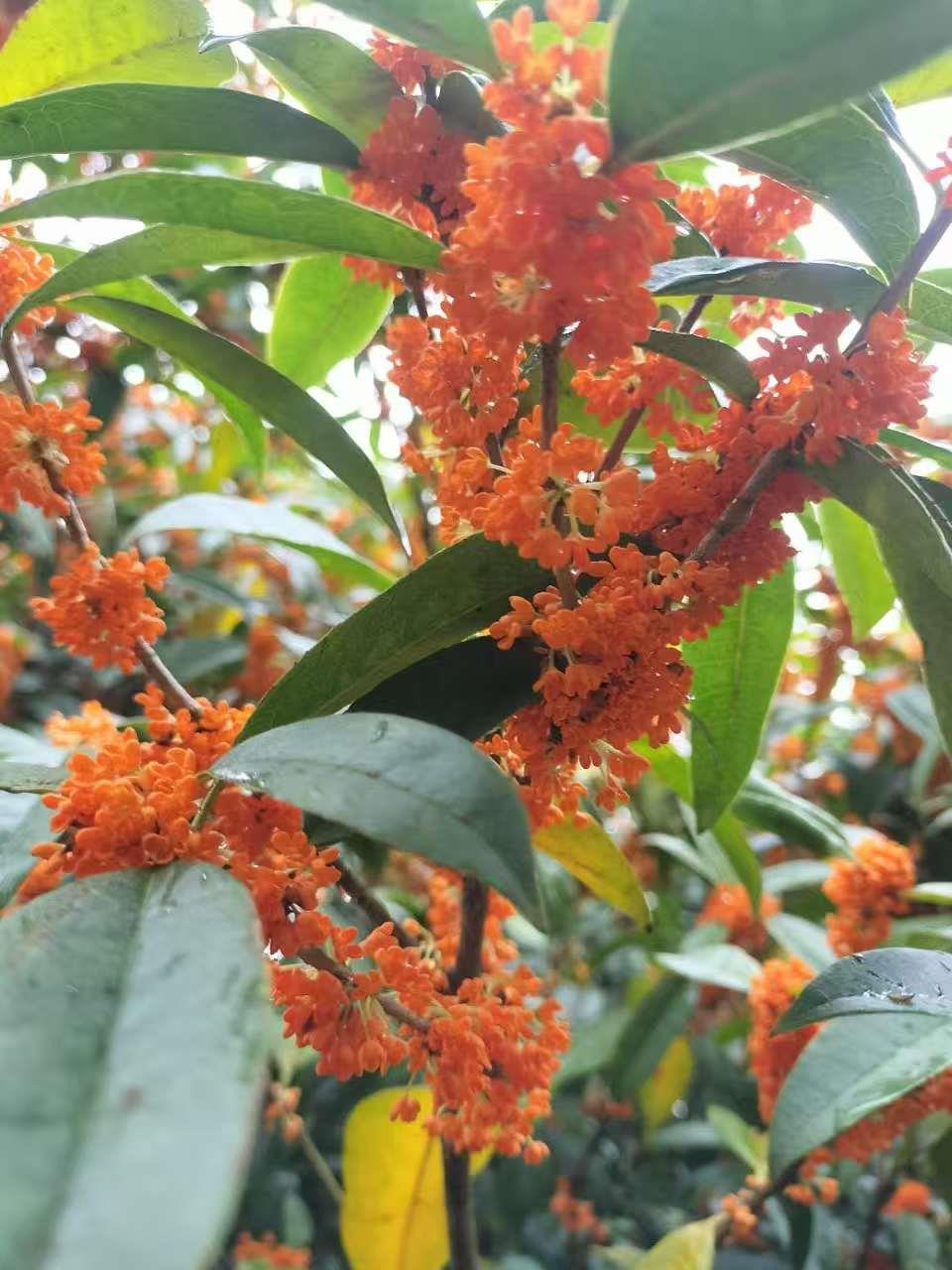 花类