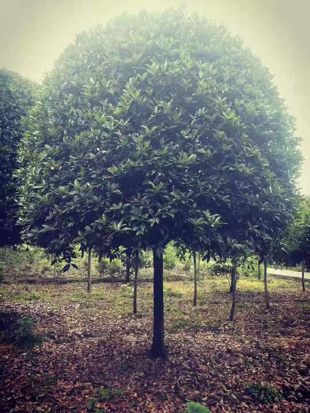 蓝狮娱乐 c8e03