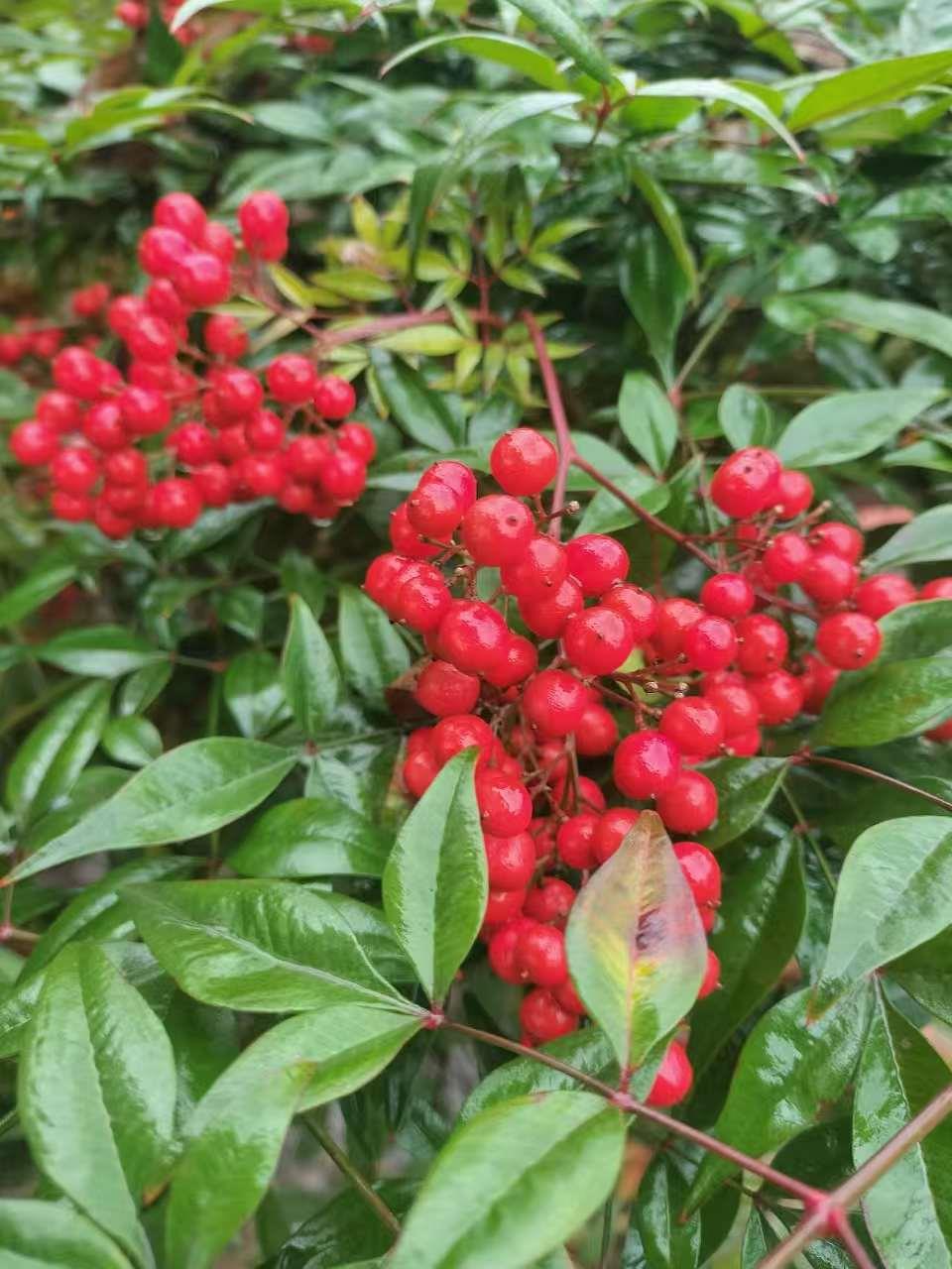 蓝狮果树