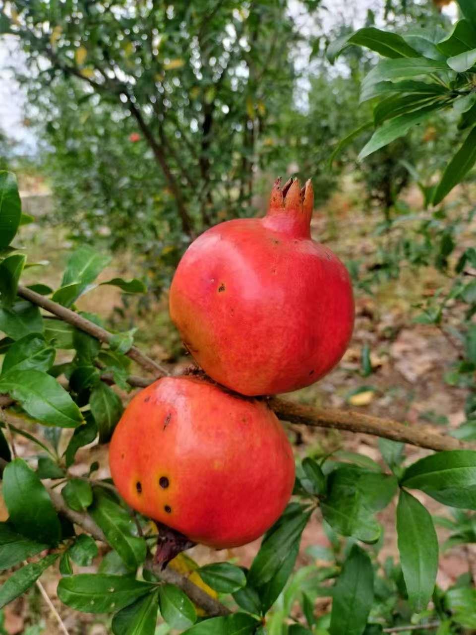 蓝狮果树