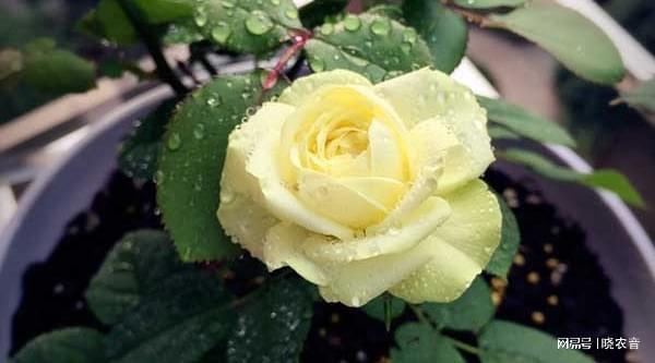 新手入坑蓝狮花卉种植，要准备什么？