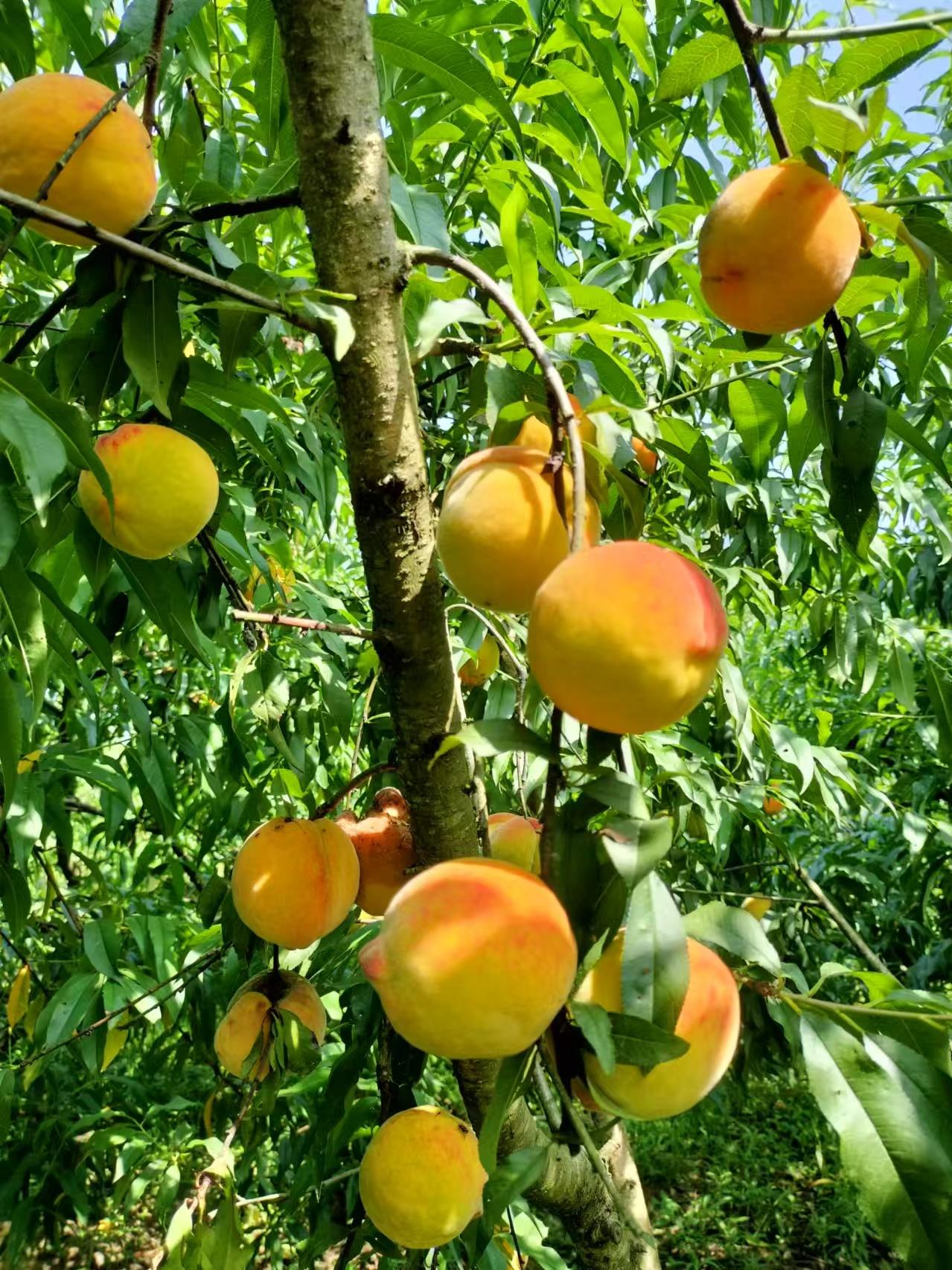 蓝狮果树