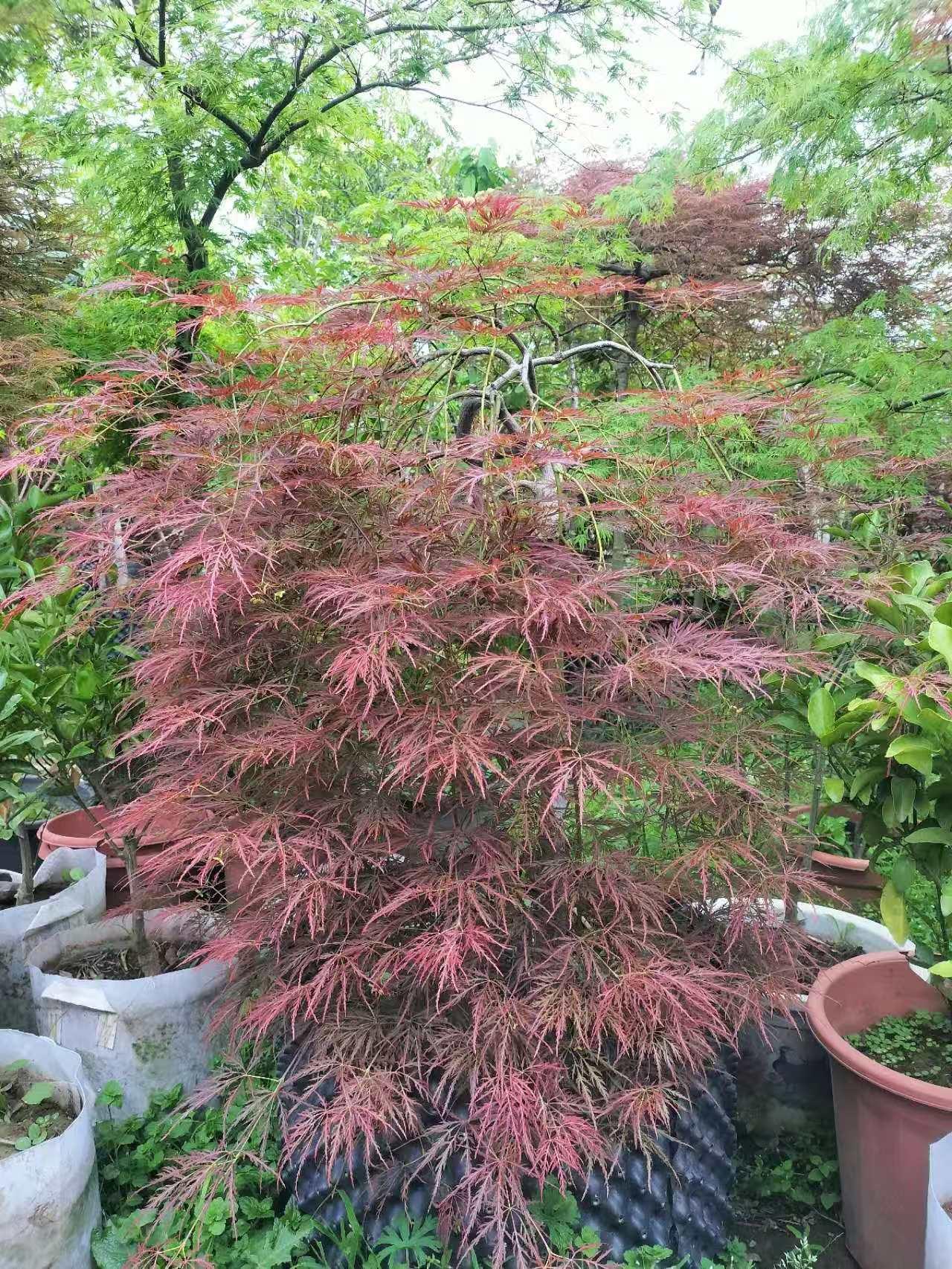 蓝狮娱乐 add1f