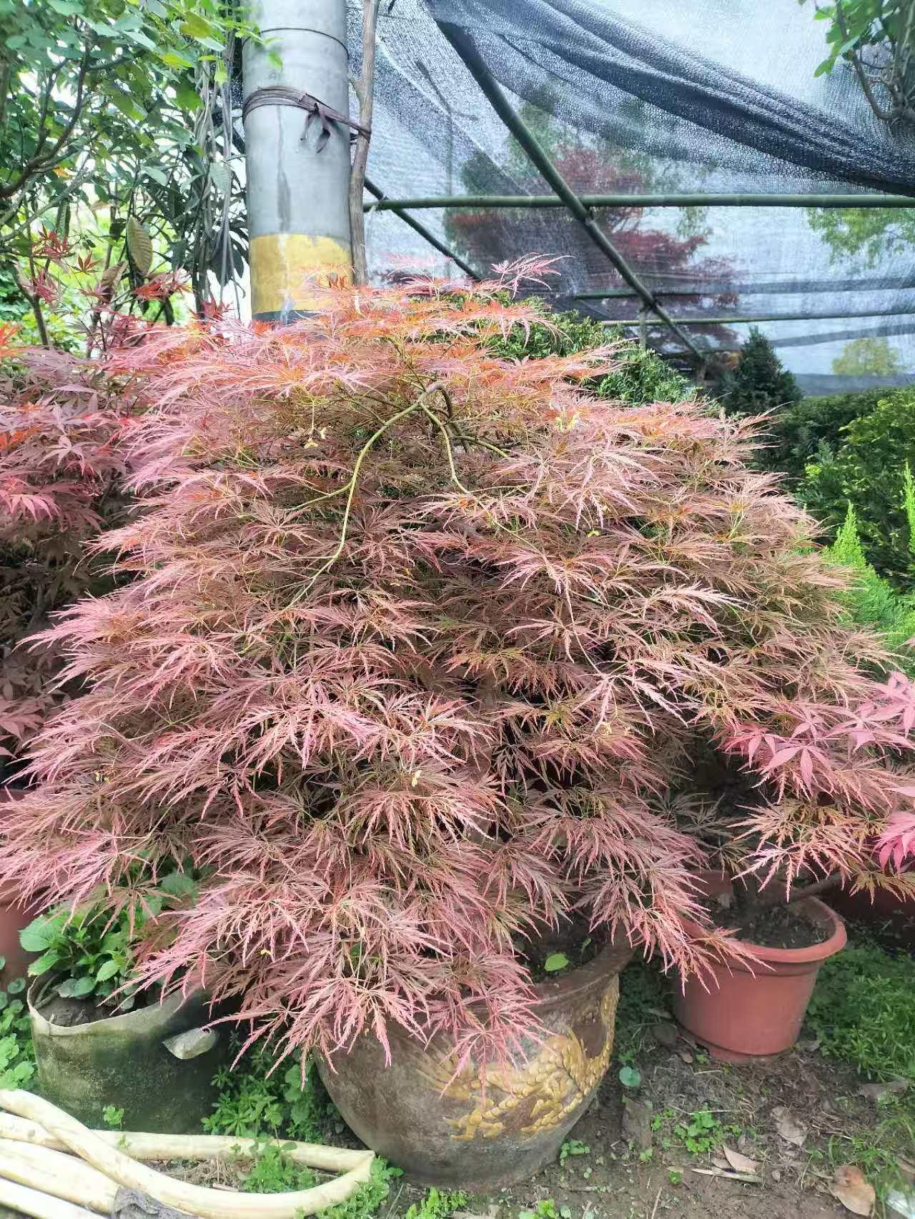 蓝狮娱乐 1ec08