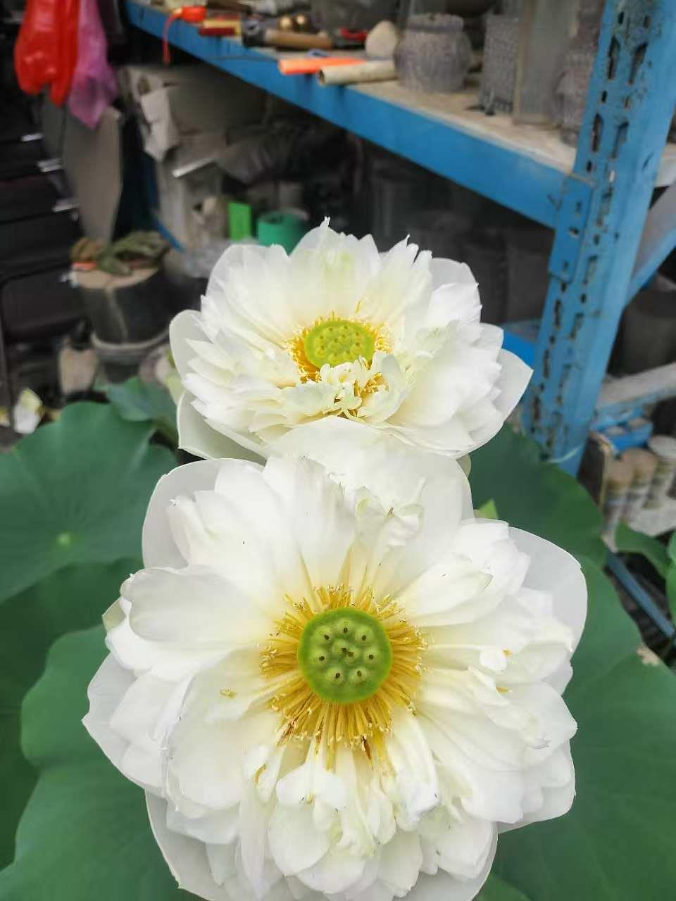 蓝狮娱乐 9b580