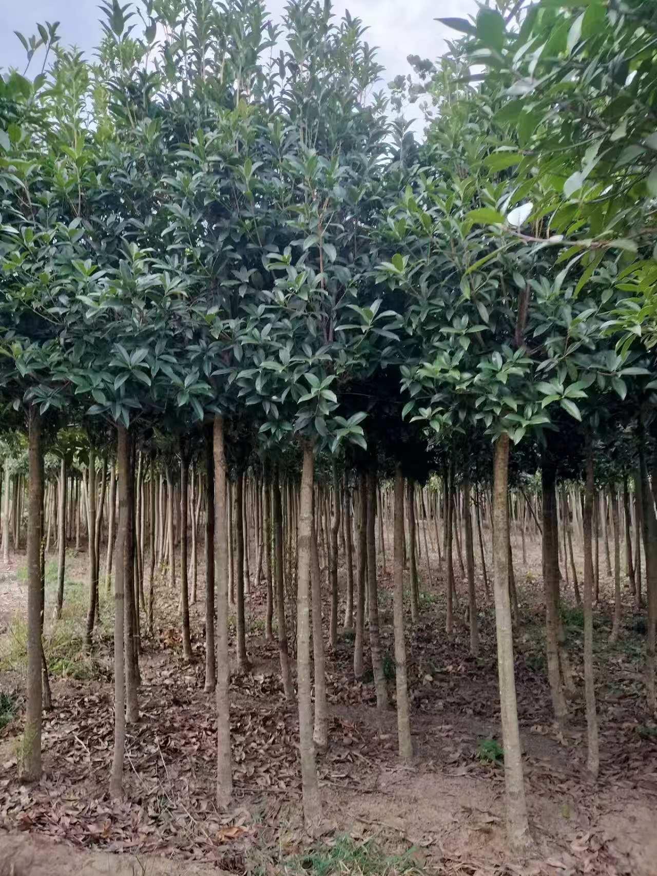 蓝狮娱乐 e0dfd