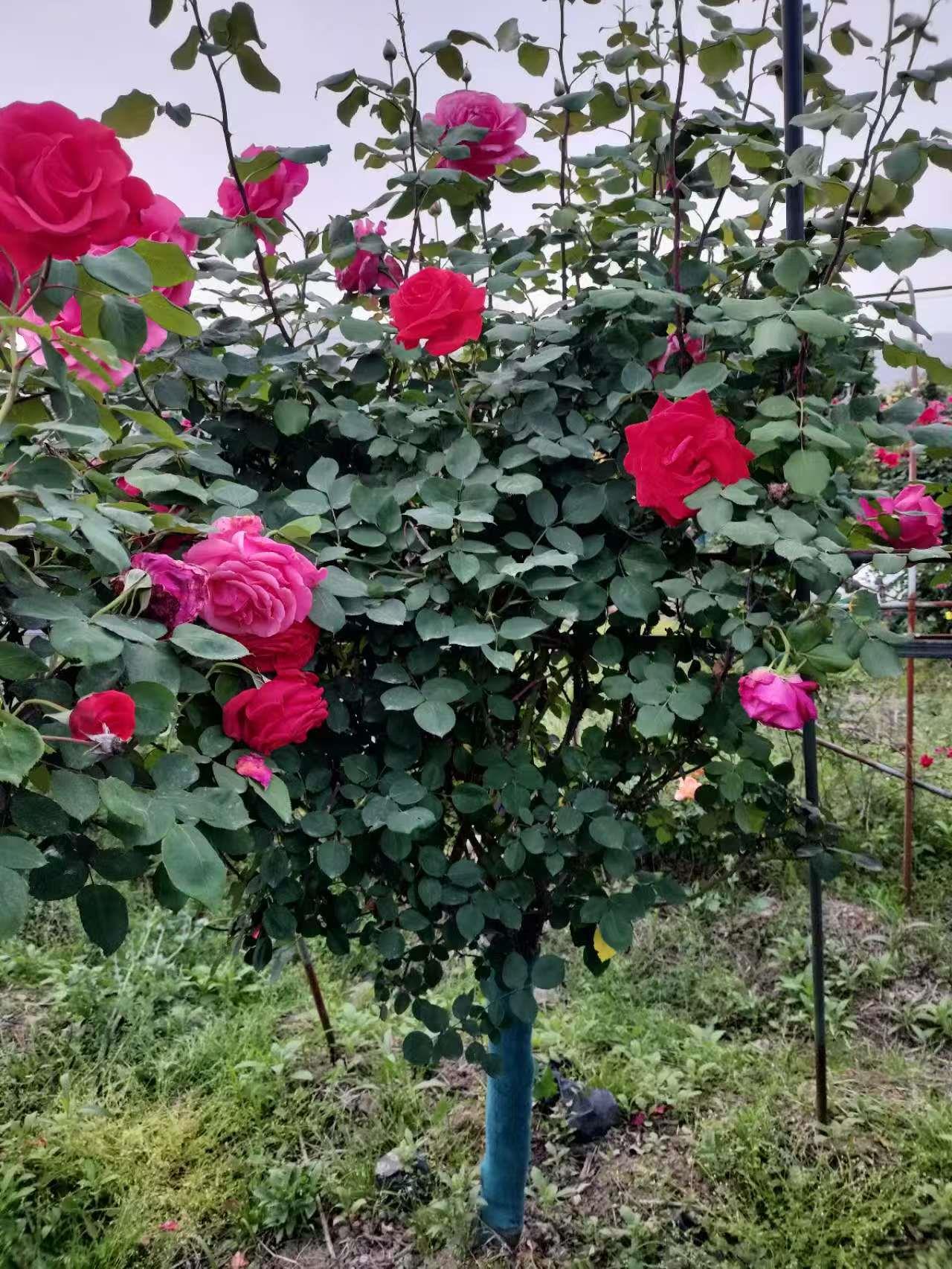 蓝狮娱乐 912f5
