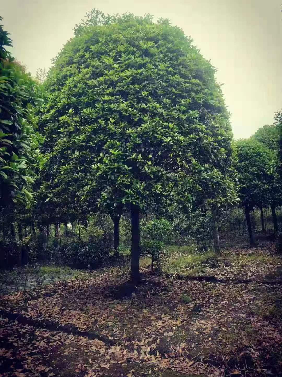 蓝狮娱乐 4b198