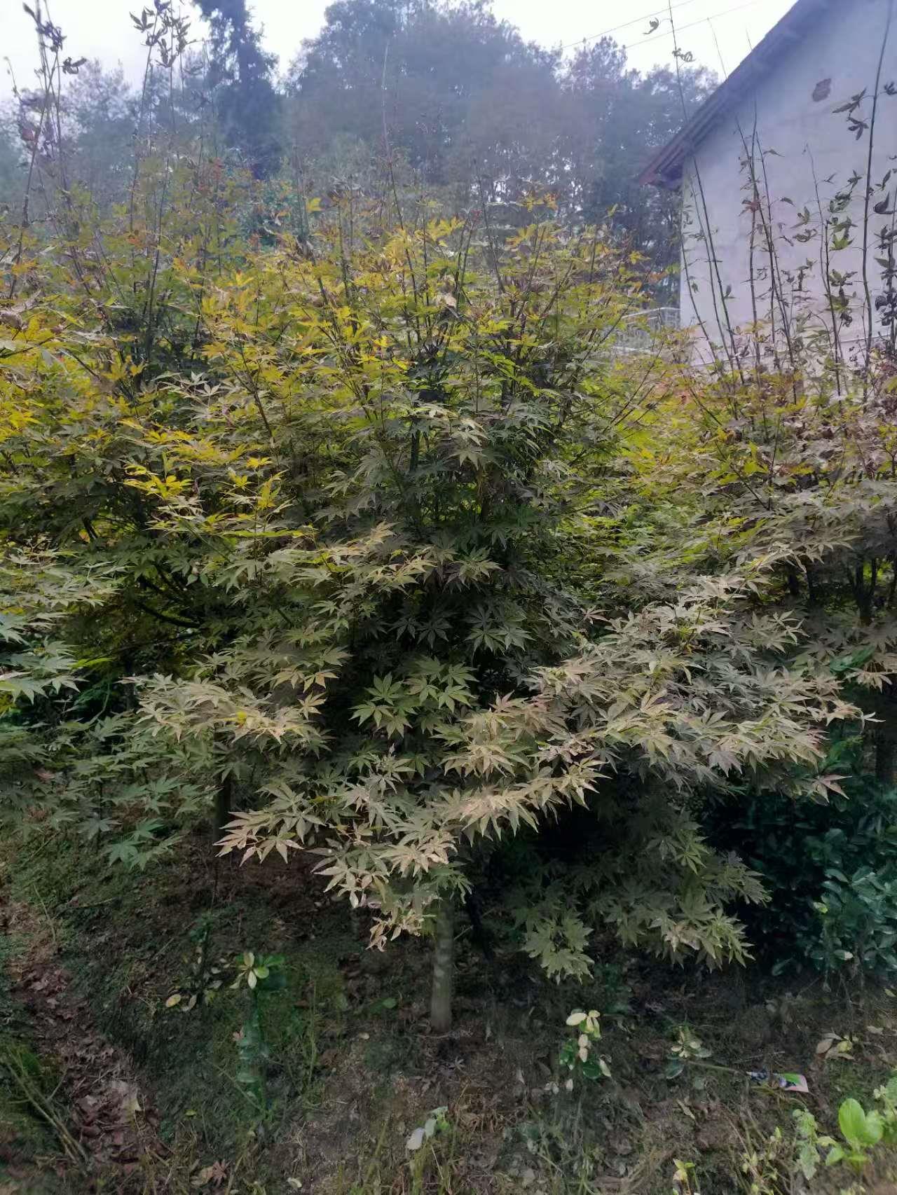 绿植
